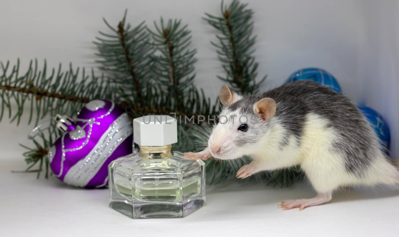 Silver rat on white background sitting a round a perfume bottle. by lapushka62