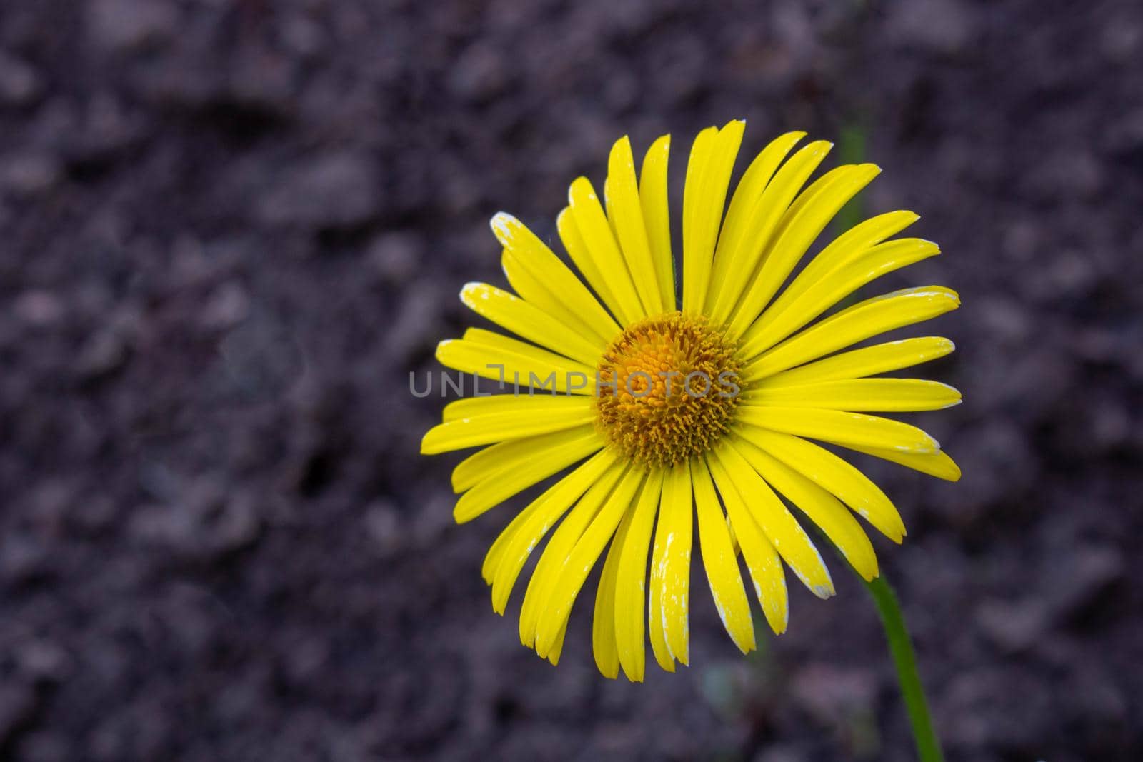 Perennial yellow camomile Doronicum on a black ground background.
