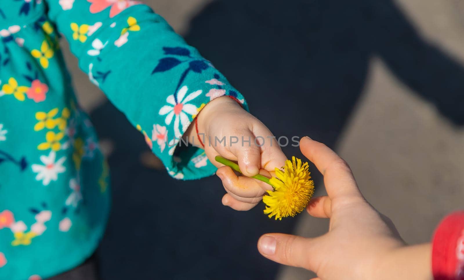 Baby gives flowers in spring. Selective focus. Nature.