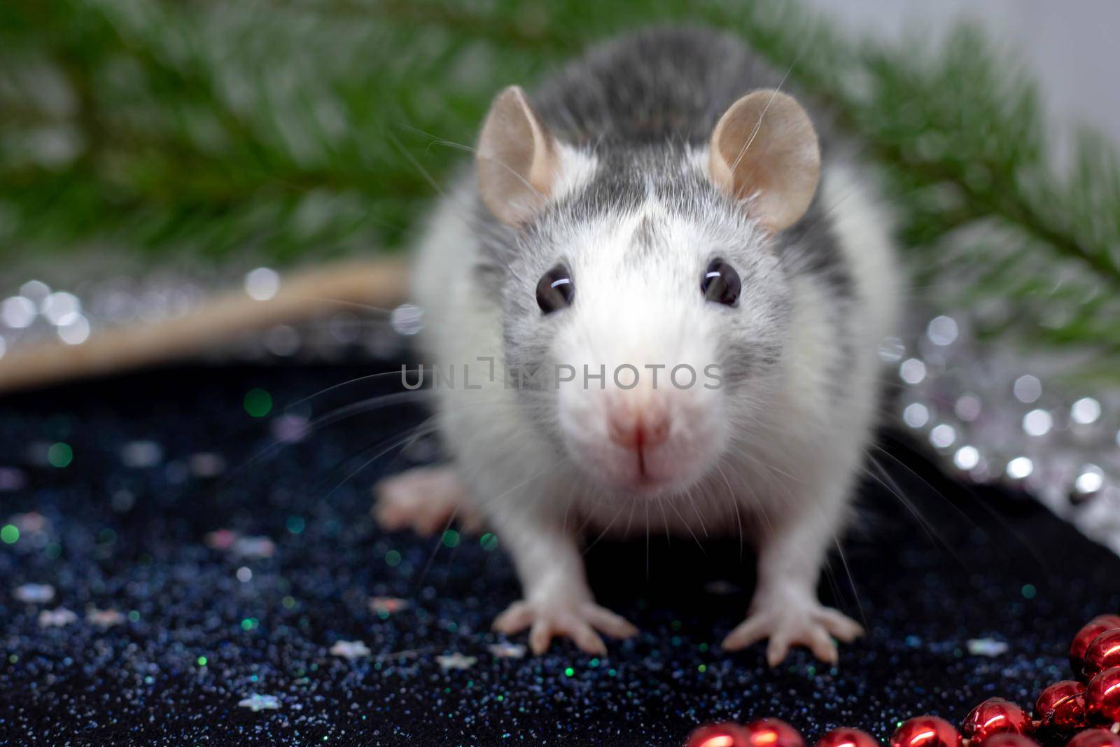 Cute white domestic rat in a New Year's decor. Symbol of the year 2020 is a rat. by lapushka62