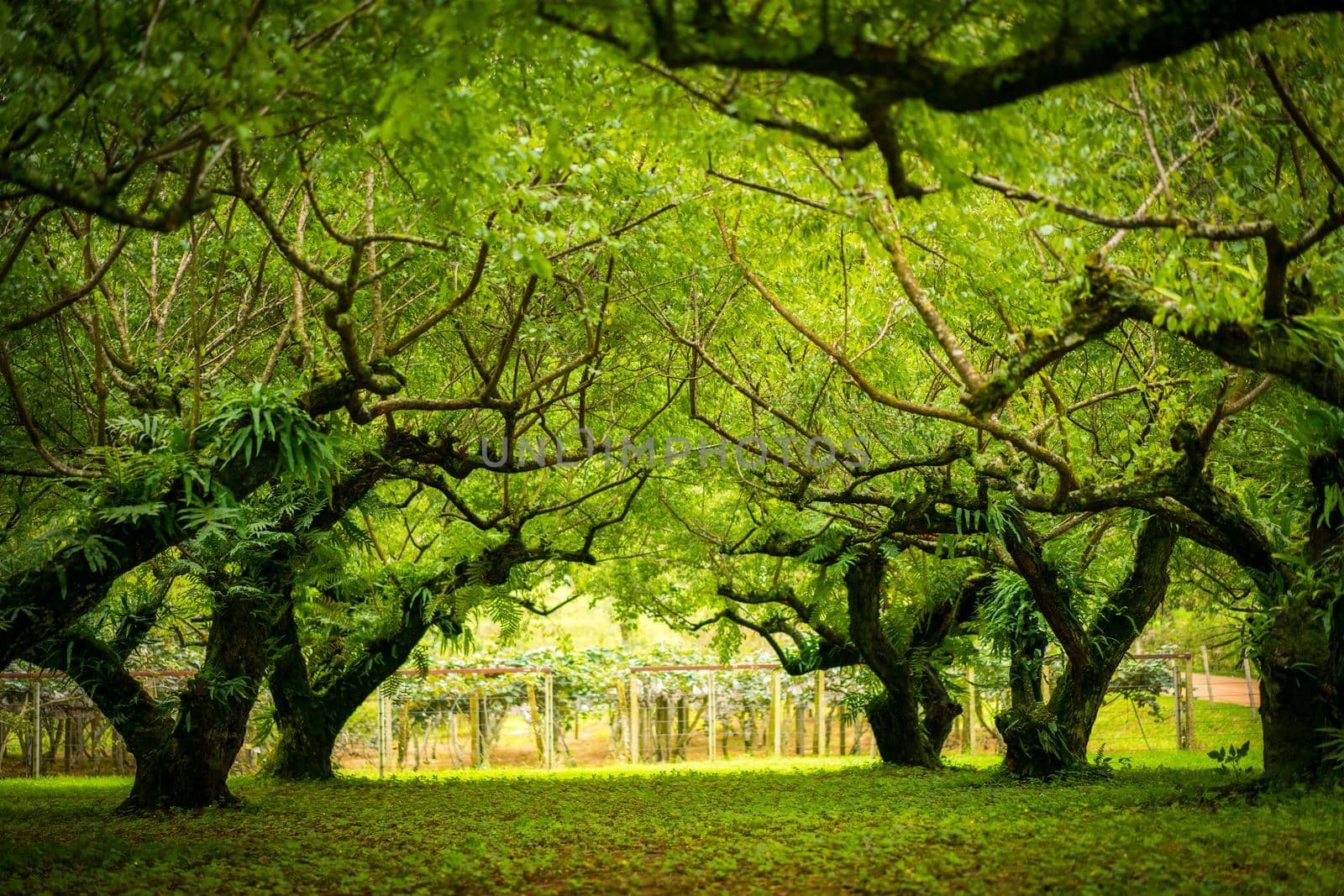 Japanese apricot tree garden. Soft focus. Low depth of field.