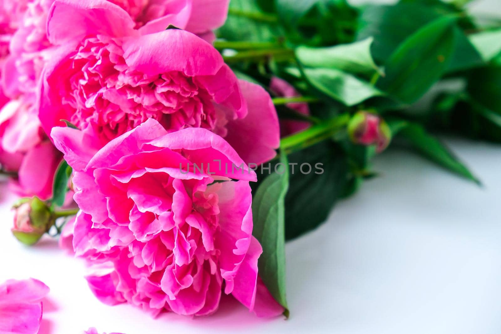 Bright pink peonies on a white background. Summer flower arrangement. Background for a greeting card. Copy space. The concept of a holiday, birthday, Valentine's Day, gift, declaration of love