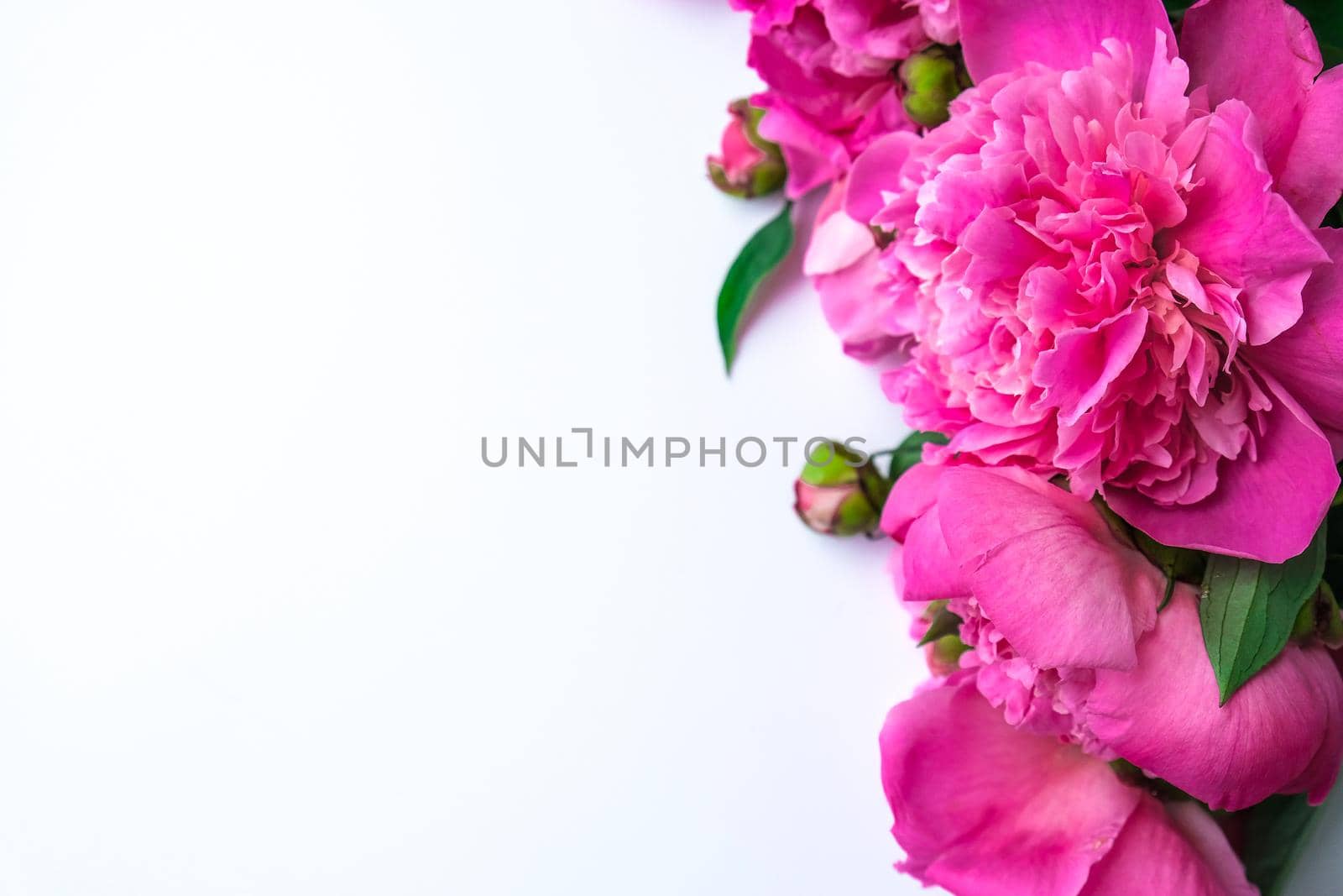 Bright pink peonies on a white background. Summer flower arrangement. Background for a greeting card. Copy space. The concept of a holiday, birthday, Valentine's Day, gift, declaration of love