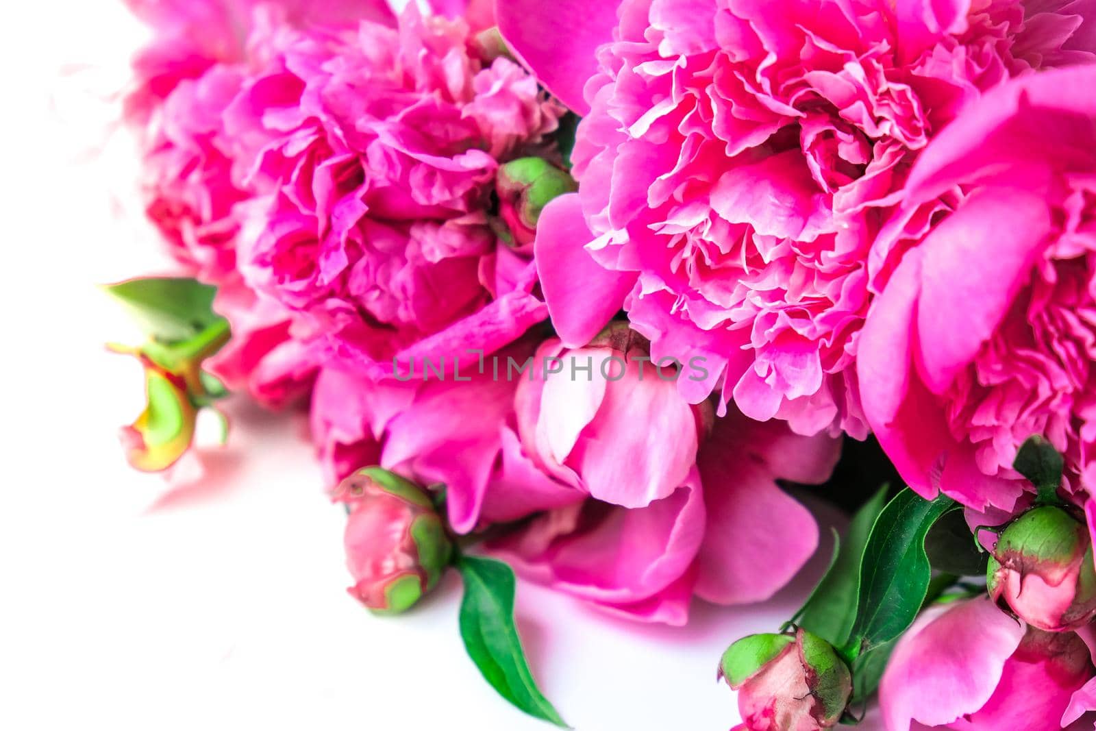 Bright pink peonies on a white background. Summer flower arrangement. Background for a greeting card. Copy space. The concept of a holiday, birthday, Valentine's Day, gift, declaration of love