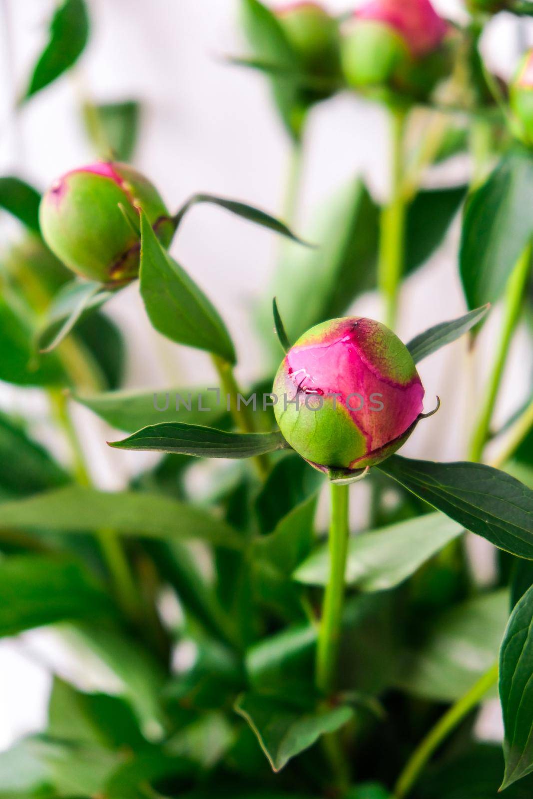 Beautiful pink peony buds in the spring garden. Blooming peony flower Bud. Gardening concept. Home garden, flower bed. Green. Paeonia, herbaceous perennials and deciduous shrubs
