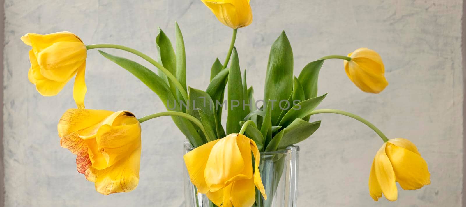 banner with bouquet of yellow tulips on gray textured background. Fading yellow tulips on gray background in transparent vase. by Leoschka