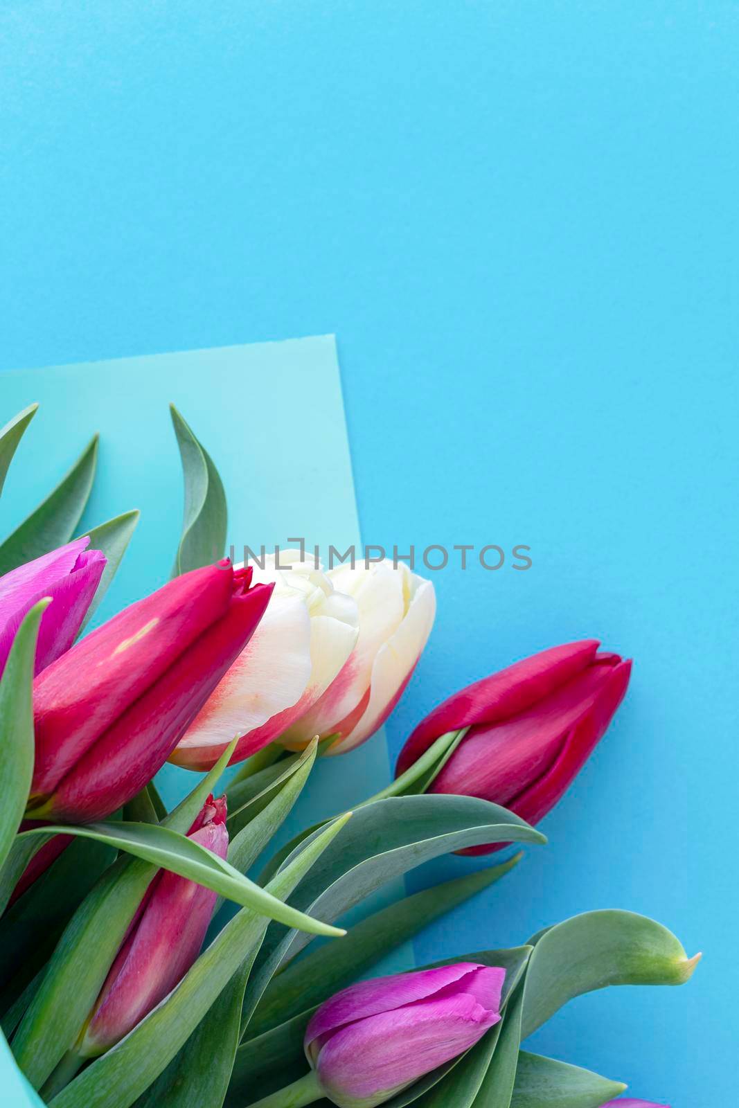 Vertical photo with a multi-colored bouquet of tulips on a blue background. the concept of spring and holiday, mother's day or March 8. copy space, top view, flat lay, by Leoschka