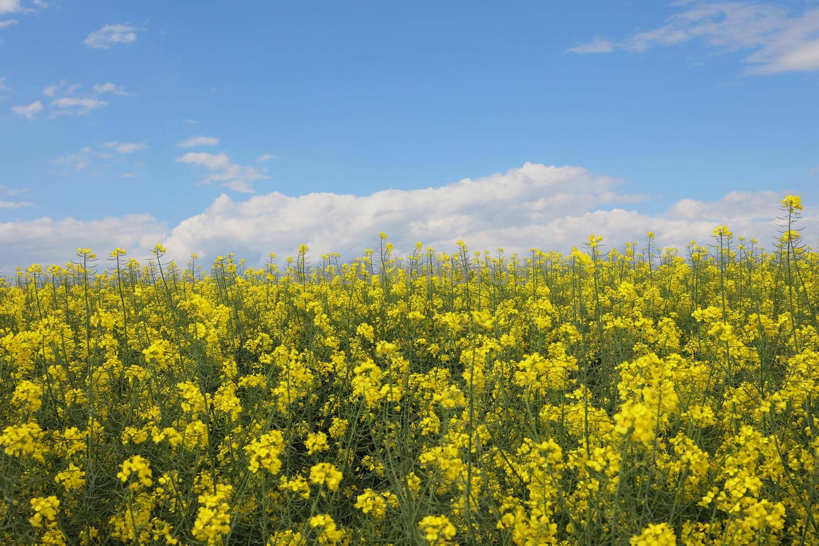 Wide angle view of a big field wit rapeseed flower plants photographed against blue sky during a sunny day. Agriculture landscape and farming industry.