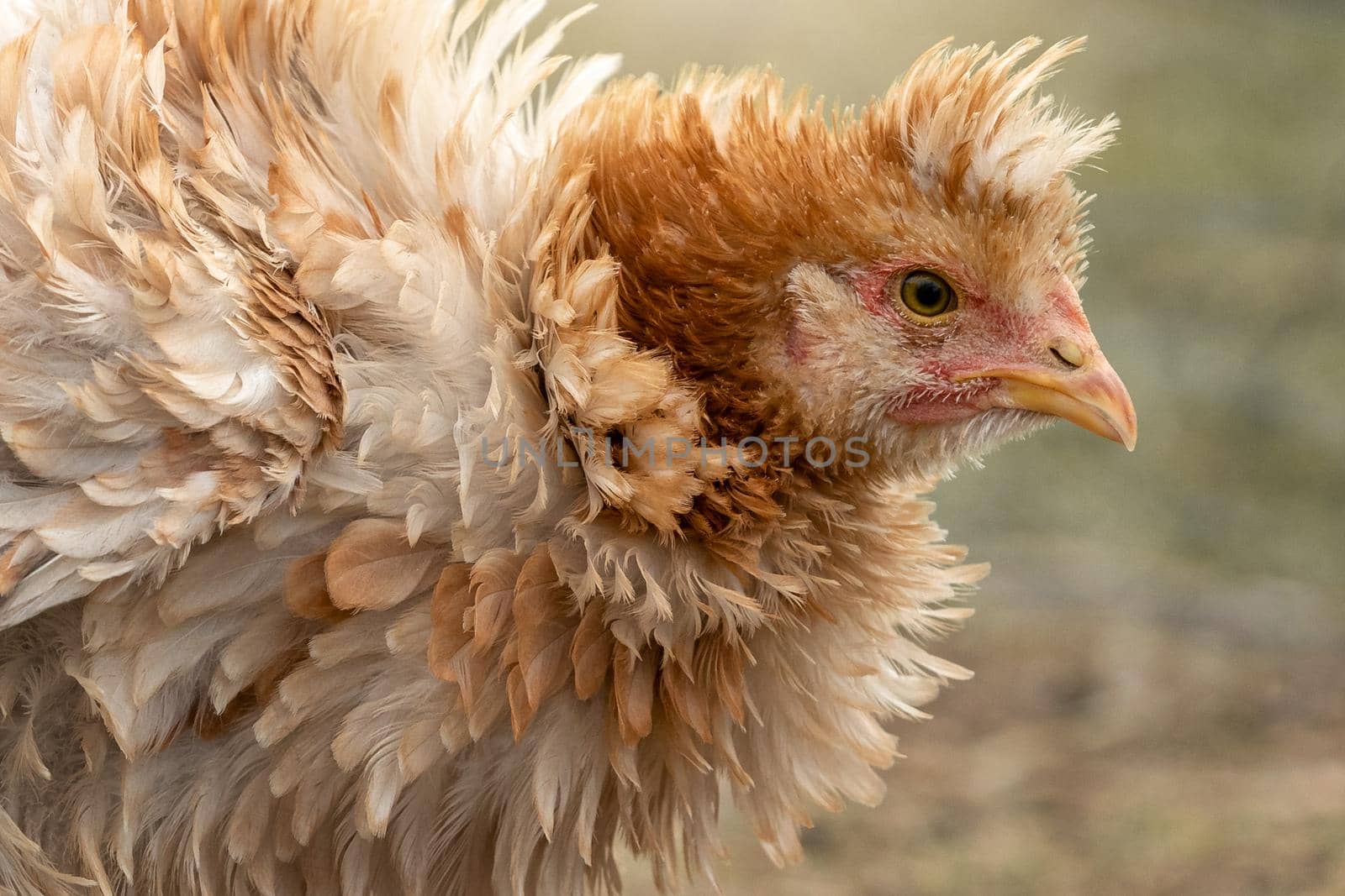 Amazing shaggy light brown hen with tuft. Horizontal photo, close-up profile portrait.