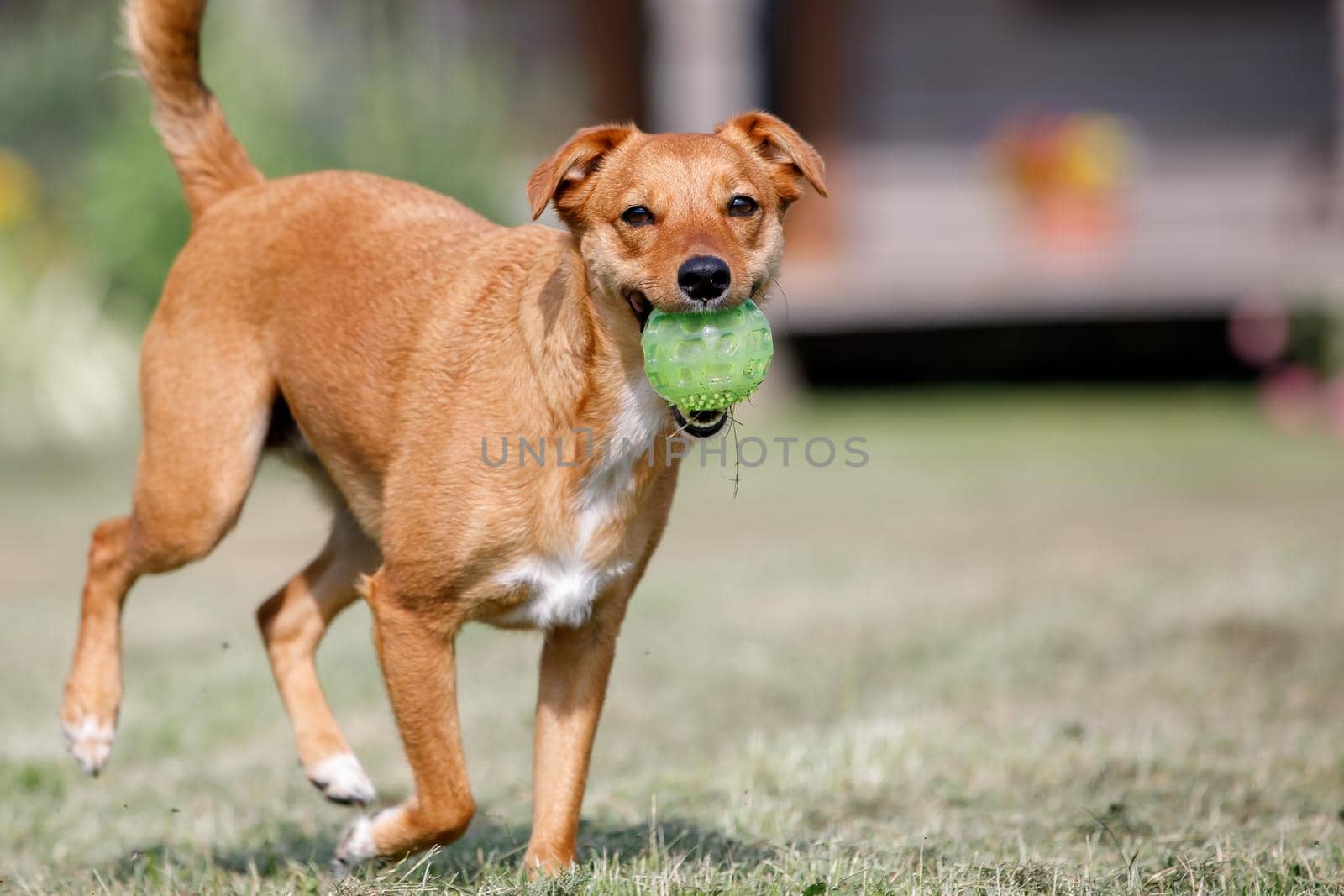 Happy ginger dog with a ball in mouth is smiling and running through a garden with green grass. Concept: pets love, happy pet