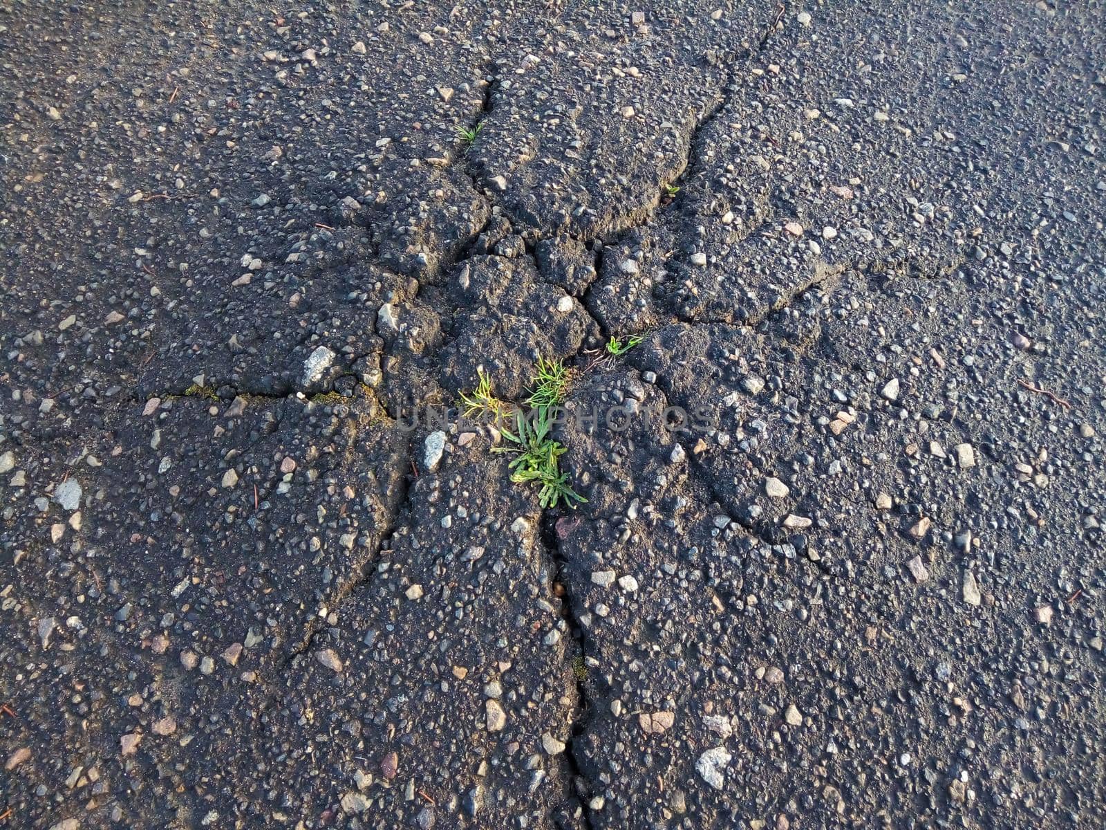 A bundle of green grass that broke through a crack in the asphalt. Old cracked asphalt close-up by lapushka62