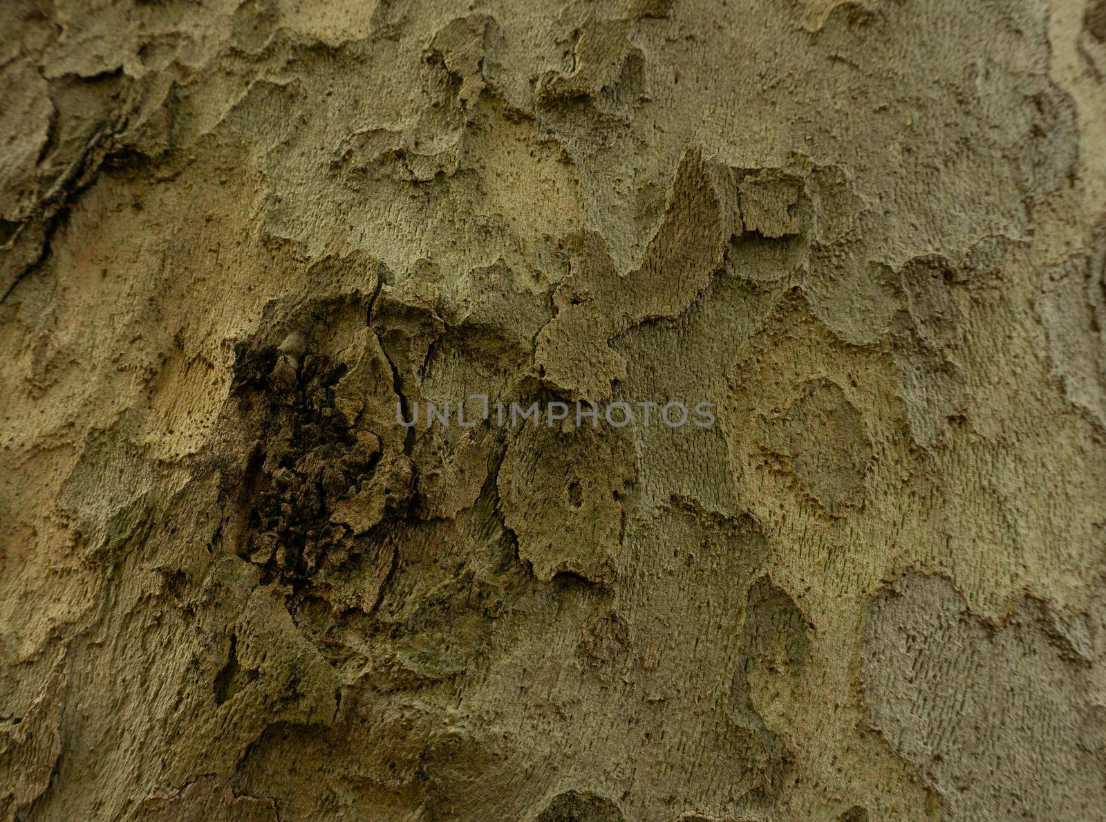 Old Wood Tree Texture Background Pattern. Horizontal photo of a tree bark texture. Creative texture of an old oak bark.