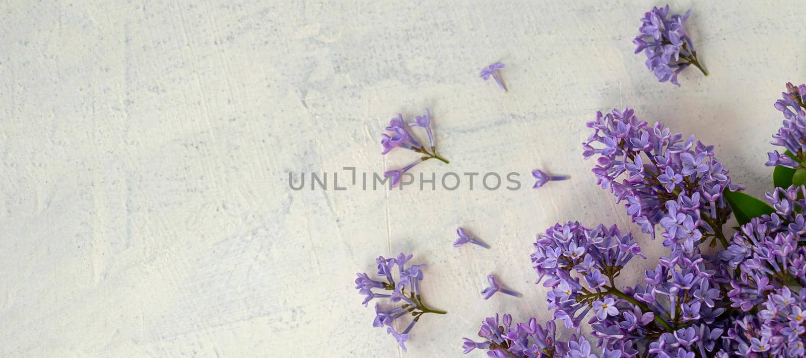 banner with flat lay with very peri color lilac flowers and green leaves on a textured background. the concept of summer, spring, nature bloom, holiday and congratulations. copy space by Leoschka