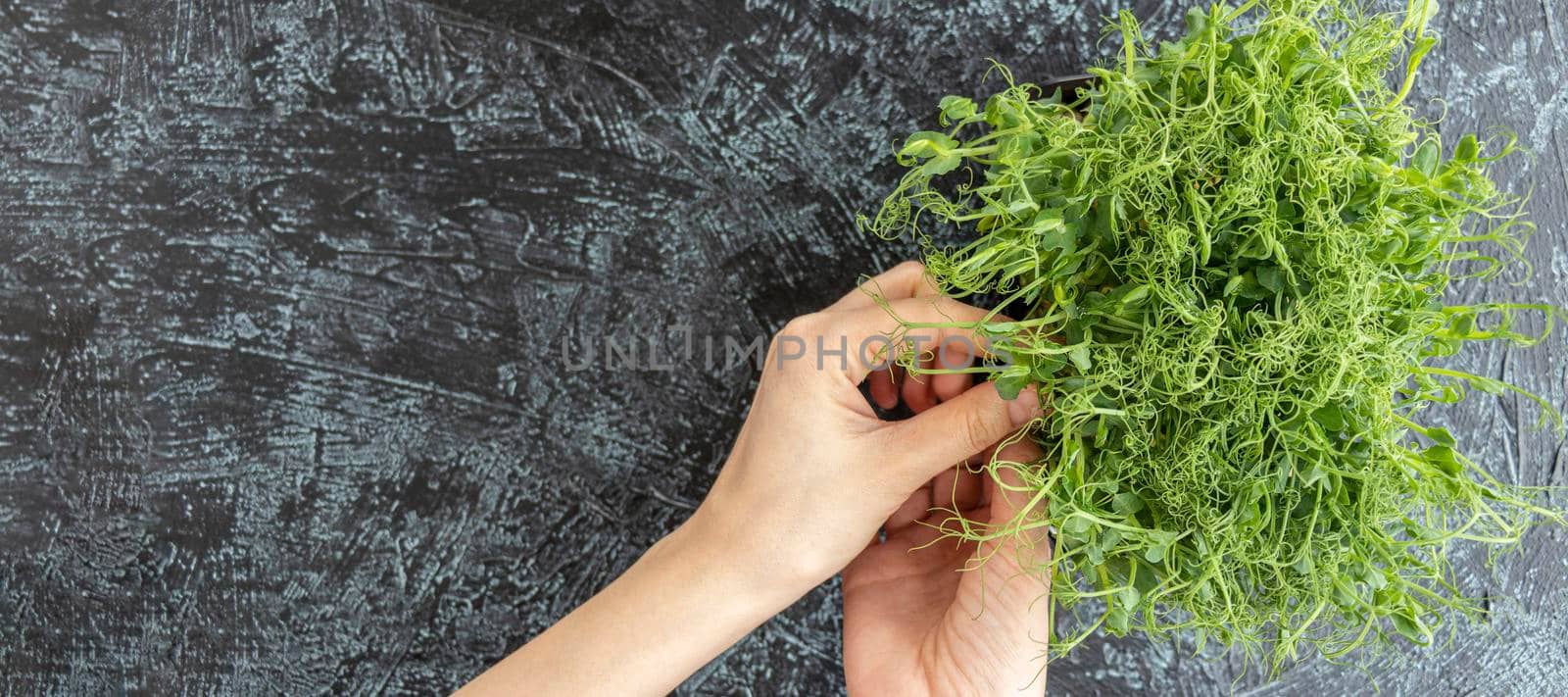 banner with Female hands pluck young sprouts of peas or beans. green, juicy, fresh salad in container on black textured background. healthy food concept. Top view