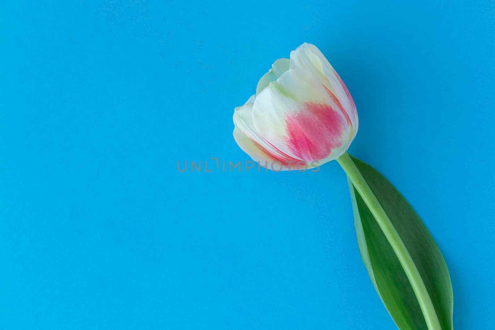 close-up of white-pink tulip on blue background with place for text. the concept of spring and holiday, mother's day or March 8. copy space, top view by Leoschka