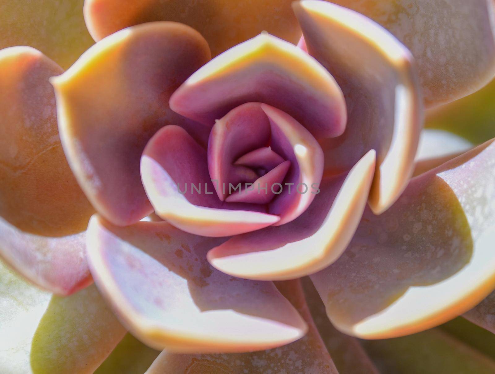 Succulent violet plant Macro closeup