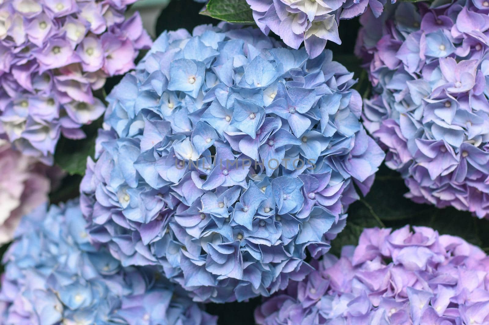 Background of a blue hydrangea flowers, Hortensia