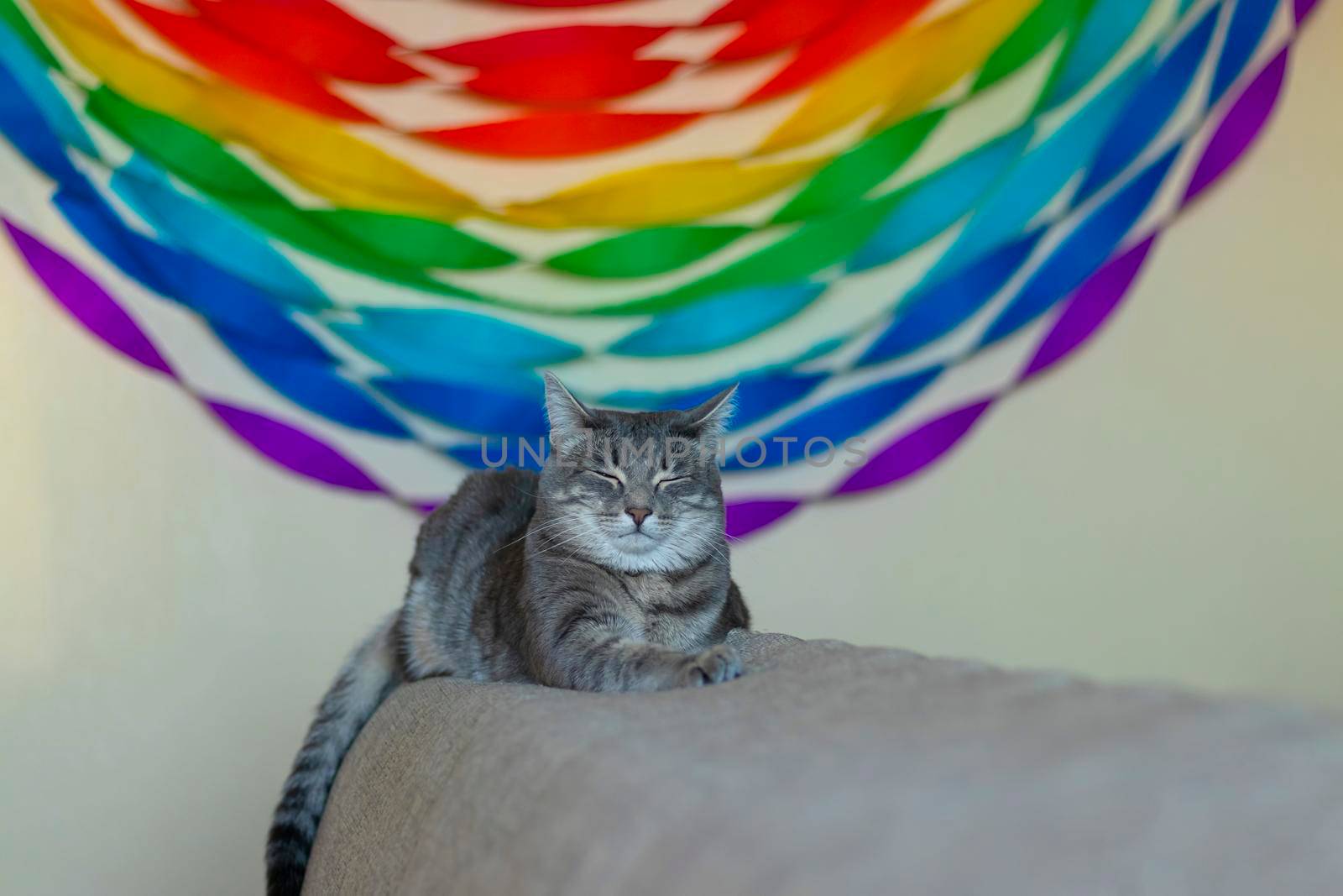 happy, beautiful gray cat lies on back of sofa and squints his eyes with pleasure against background of a rainbow garland. lgbt and animal love concept. by Leoschka