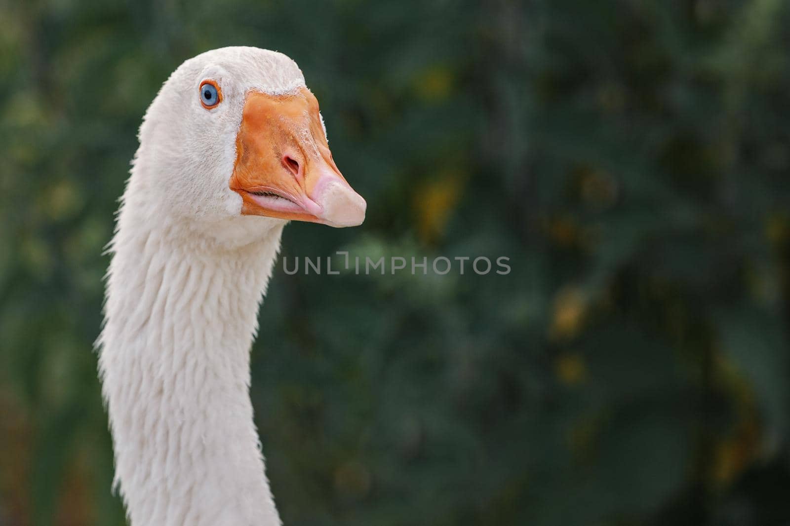 Portrait of beautiful white domestic goose. High quality photo by Lincikas