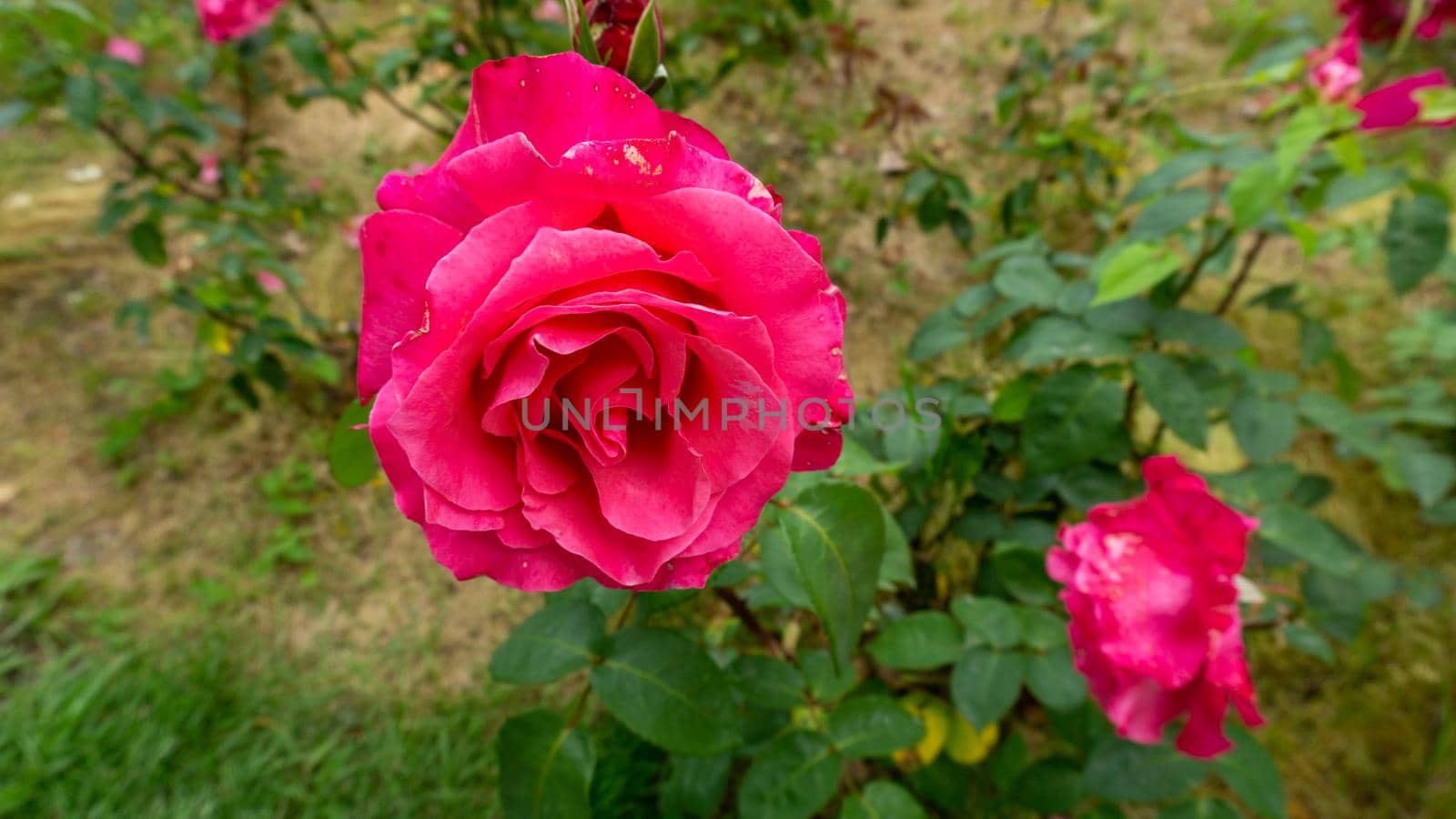 A blossoming crimson rose flower surrounded by dark green leaves. Close-up