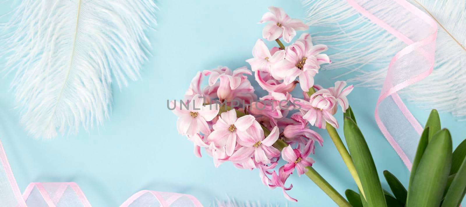 banner with pink hyacinth flowers with white feathers on pastel blue or cyan colors with pink ribbon. Spring coming concept. Spring or summer background. Top view