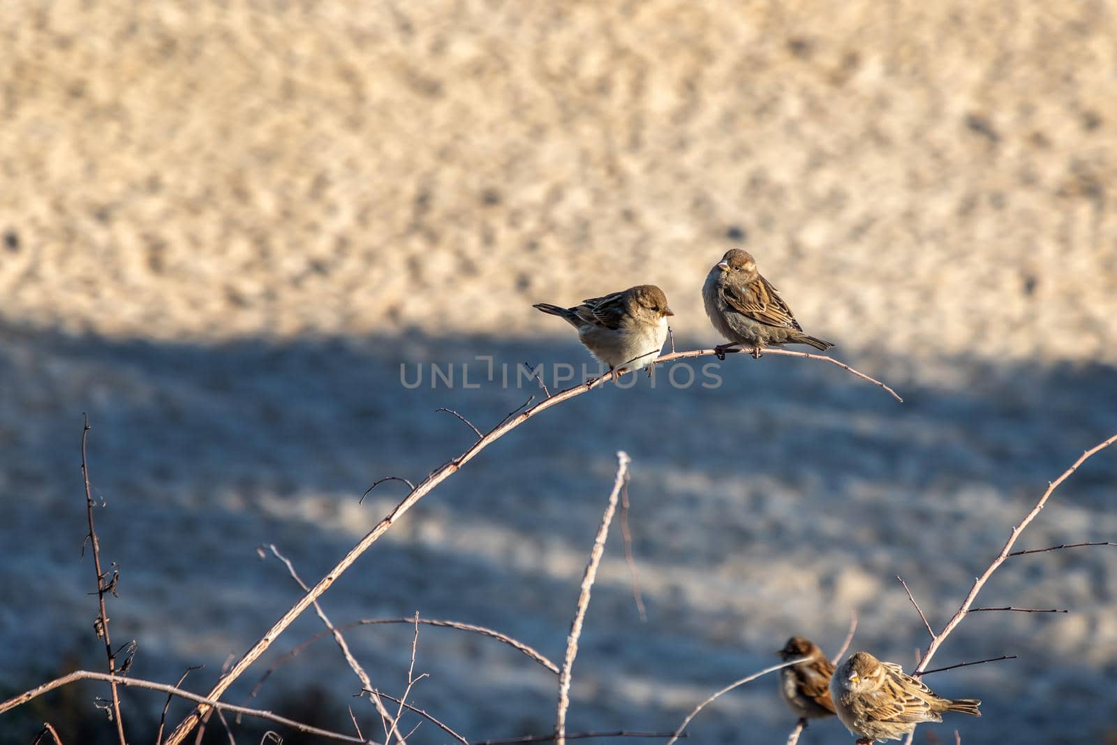 Cute sparrows sitting on the branch.