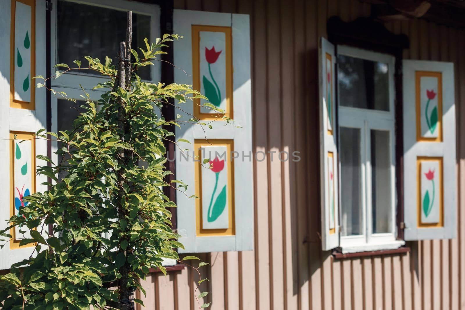 Two windows of an old house with painted red tulips on the shutters