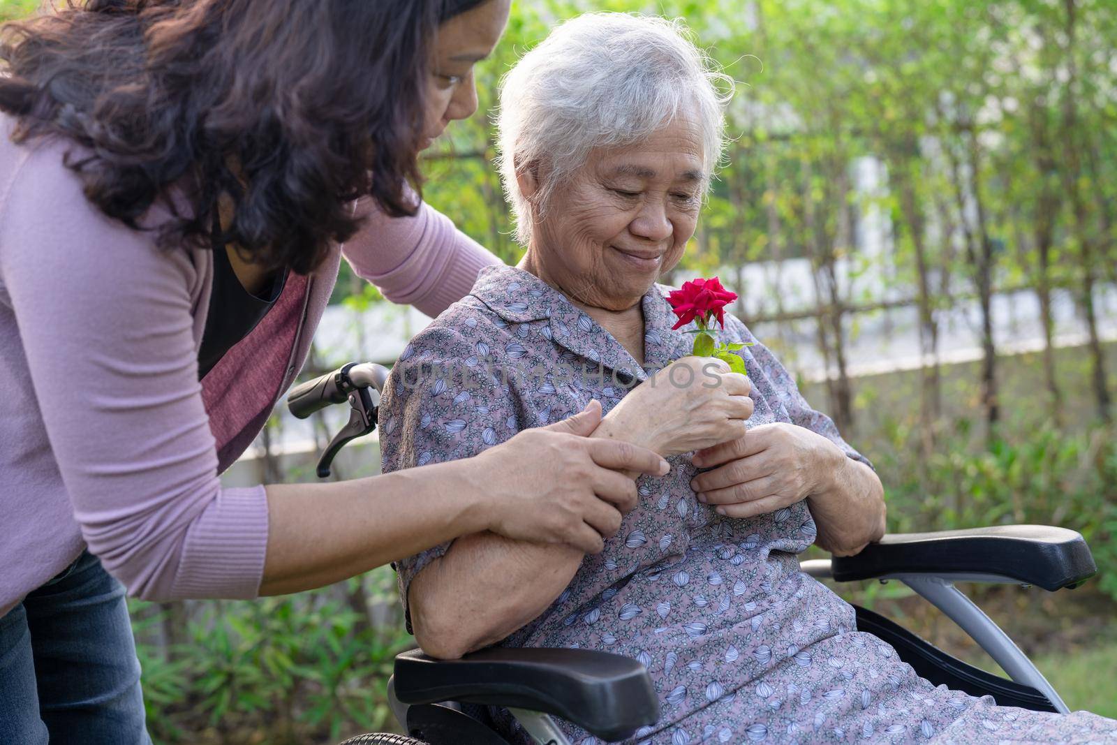 Caregiver daughter hug and help Asian senior or elderly old lady woman holding red rose on wheelchair in park. by pamai
