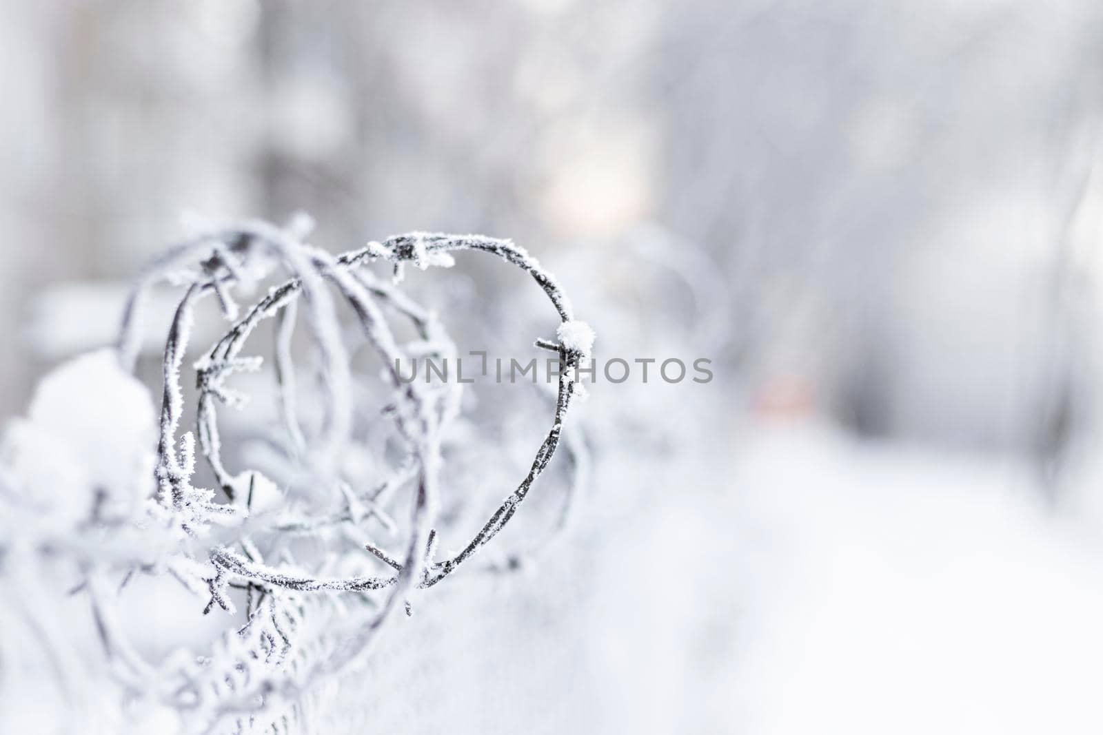 close-up of a barbed wire with frost on a background of white snow by Leoschka