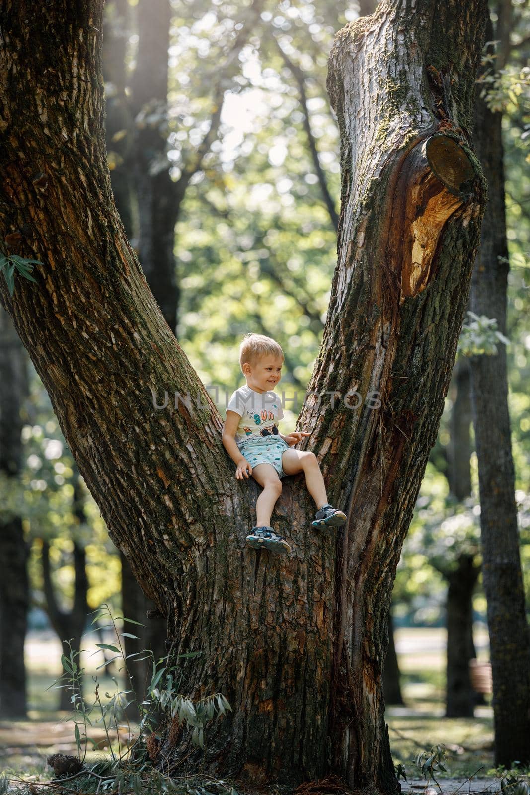 Portrait of a little boy sitting in a big tree in a city park.