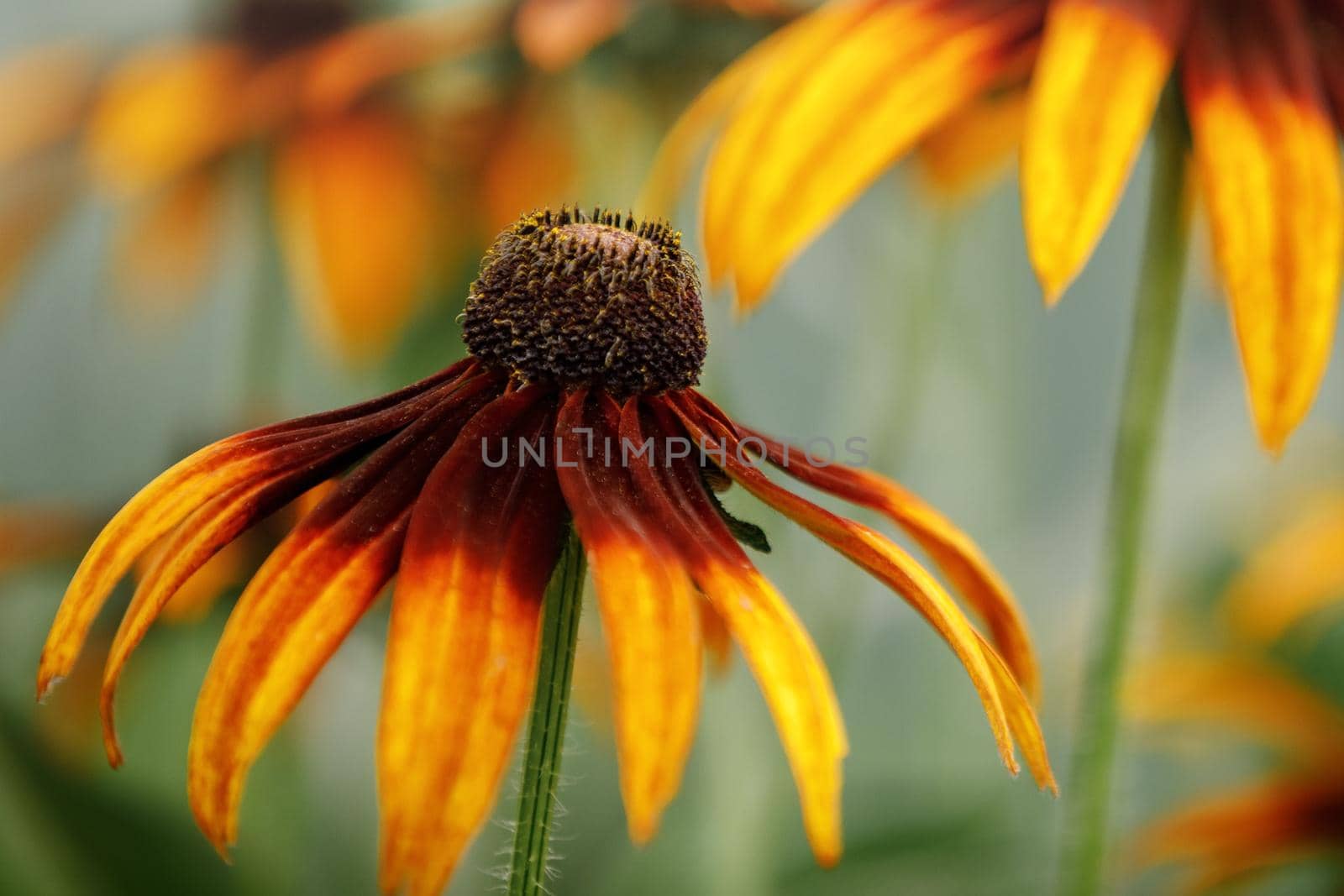 Red Yellow Rudbeckia flower in garden, close up photo. by Lincikas