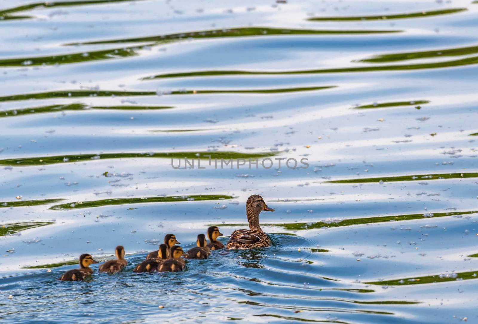 Female mallard duck, anas platyrhynchos, and ducklings floating on the blue water lake