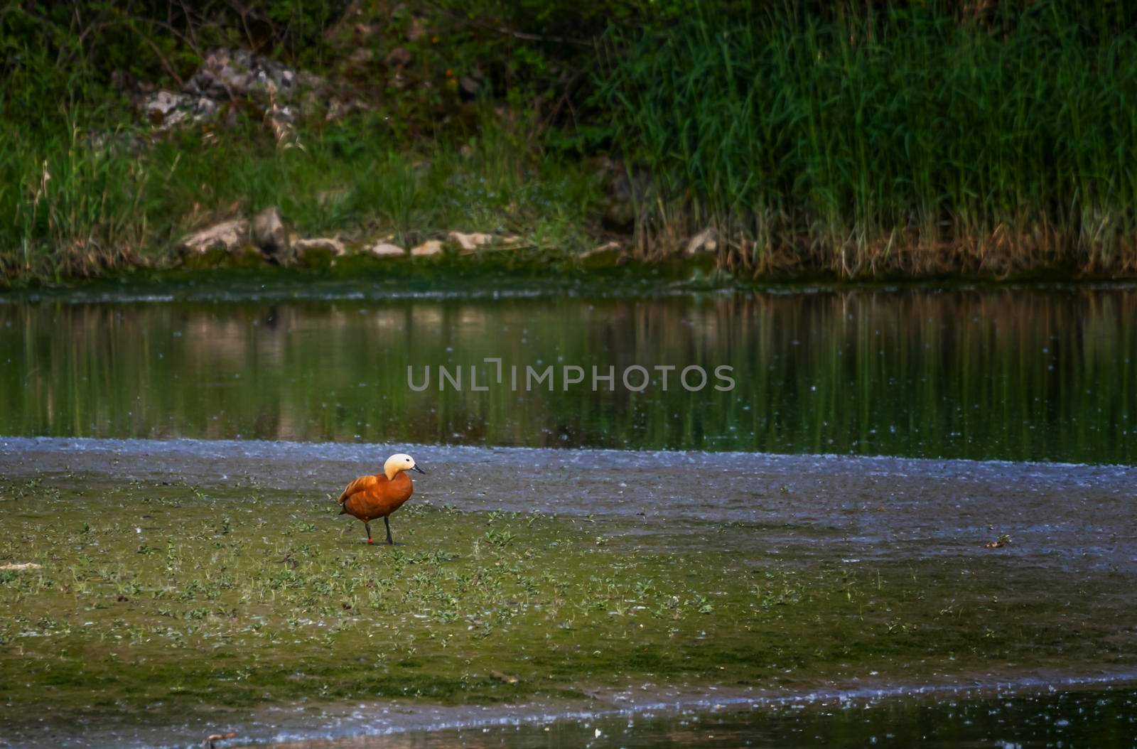Single female ruddy or brahminy shelduck, Tadorna ferruginea, standing on the ground near the river