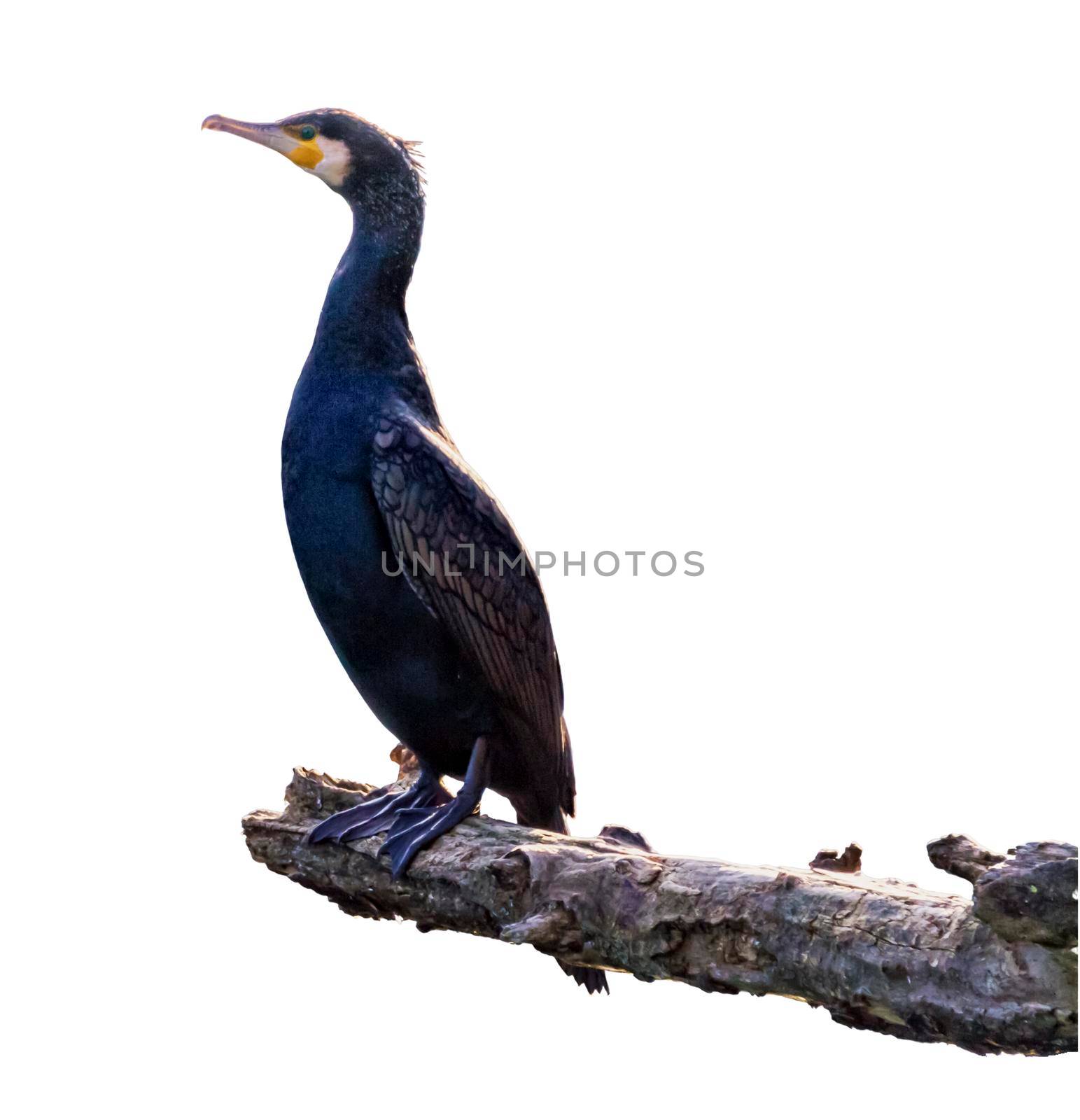 Great cormorant, Phalacrocorax carbo, standing peacefully on a branch in white background by Elenaphotos21