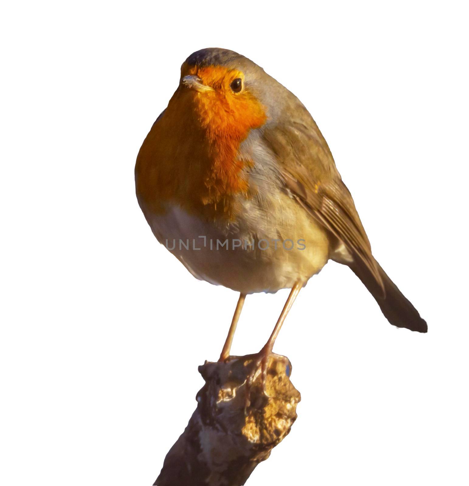 European robin, Erithacus rubecula, or robin redbreast, perched on a branch in white background by Elenaphotos21