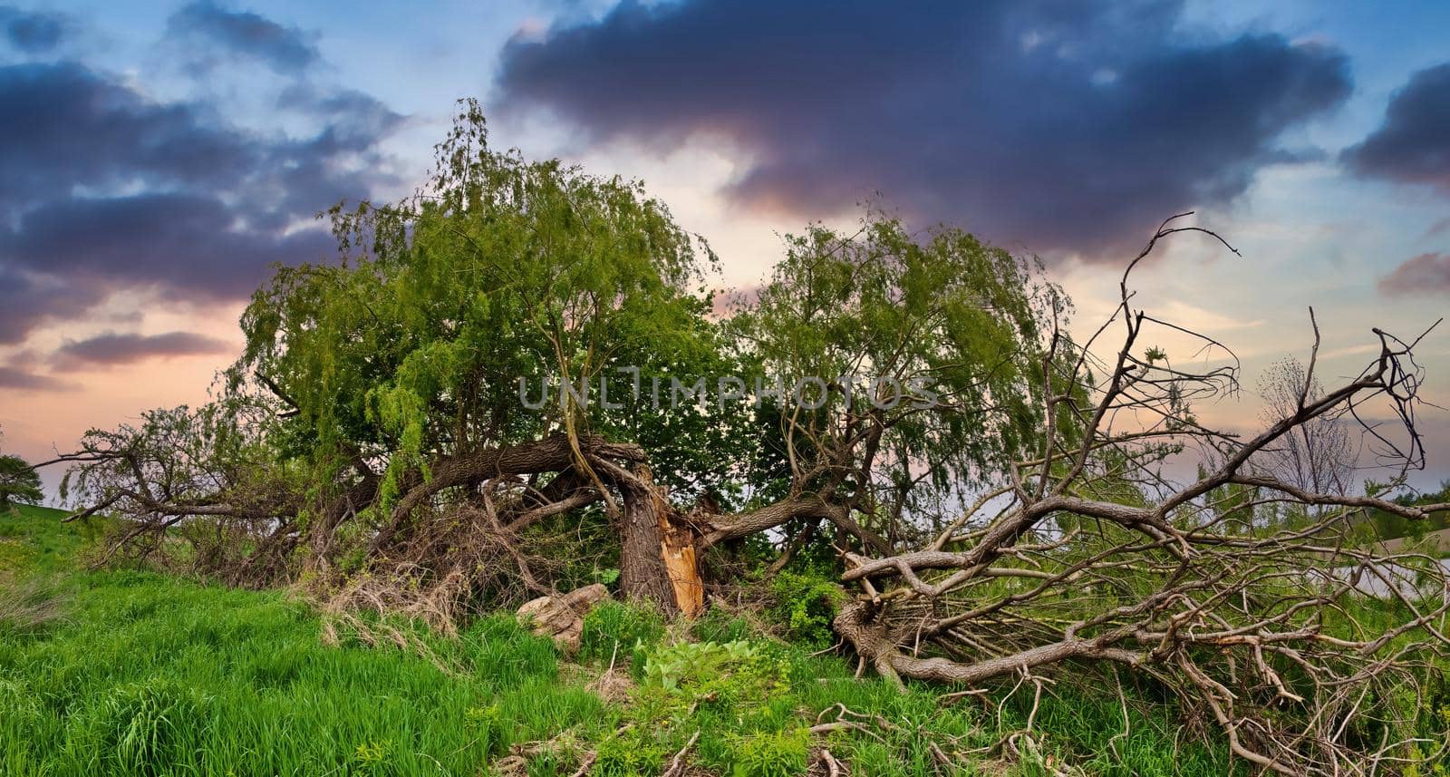 Panorama of Magnificent Giant Willow Tree Split and Broken in a Farmer's Field by markvandam