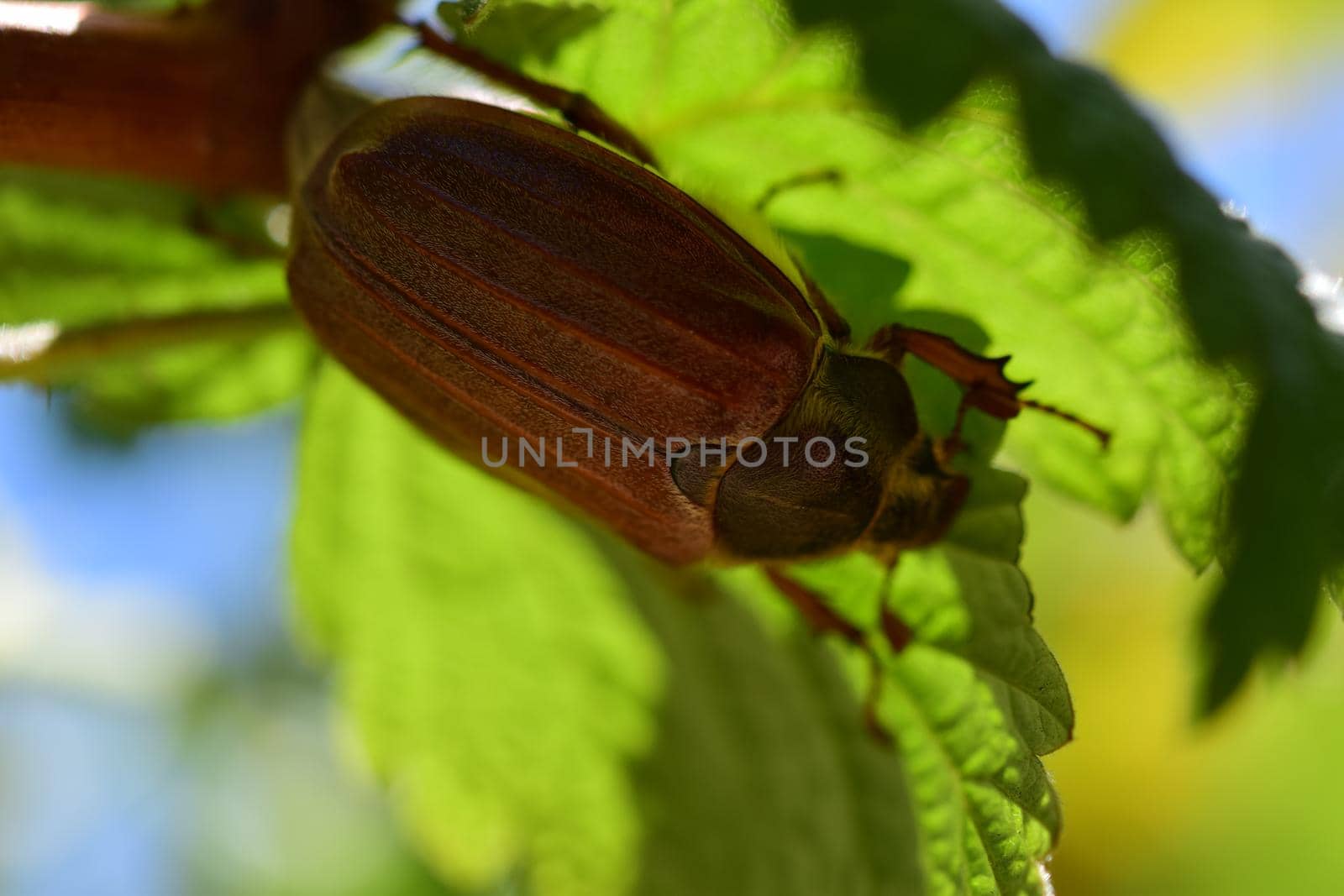 A may beetle sits under a raspberry leaf by Luise123