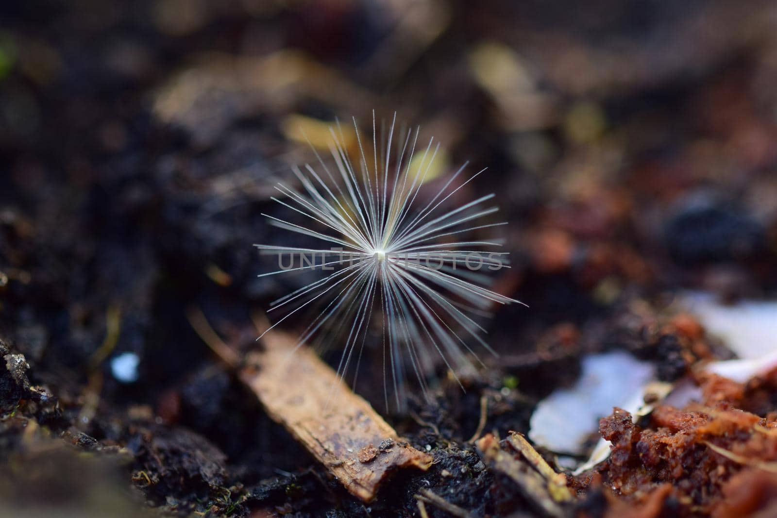 close up of a dandelion seed on the ground by Luise123