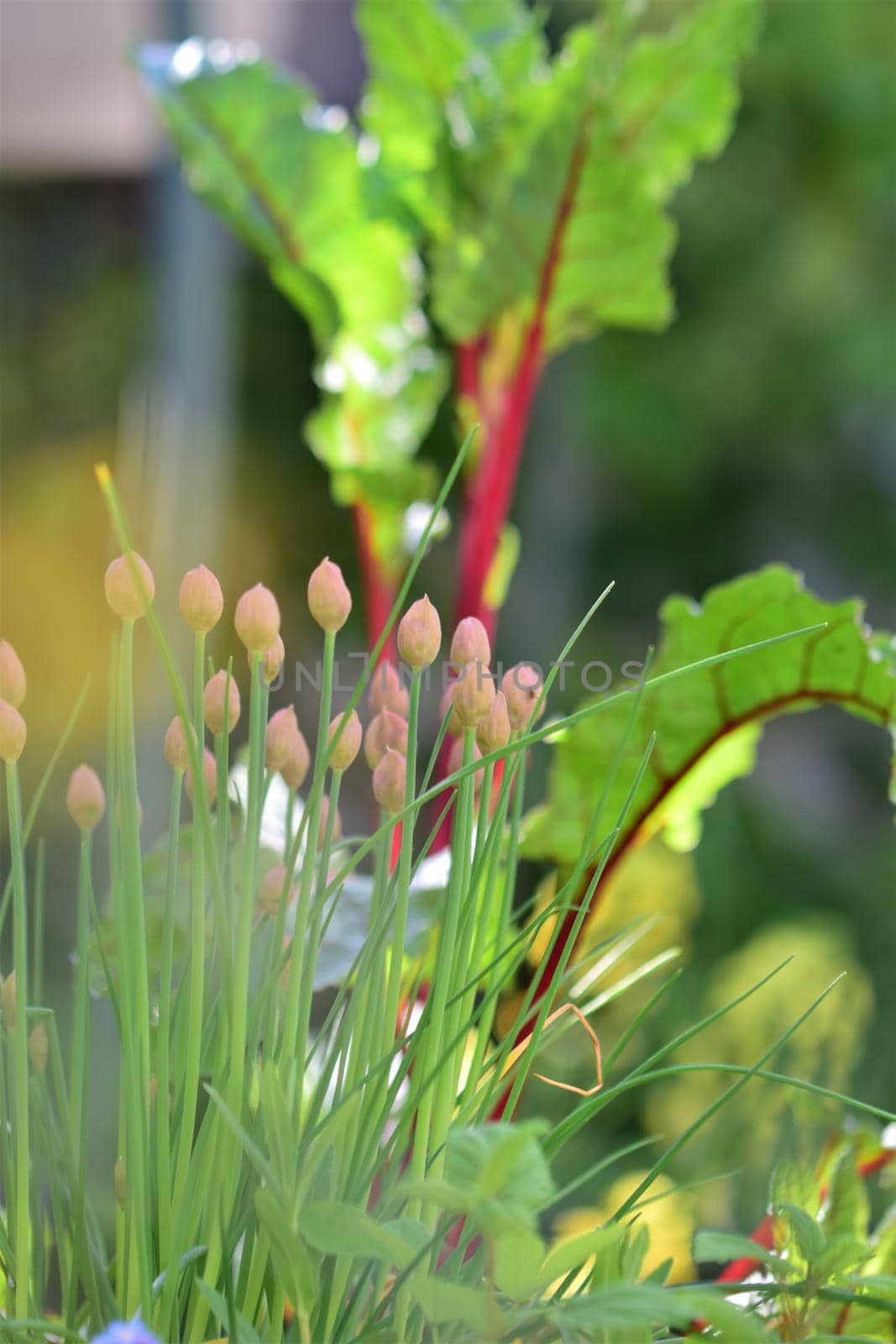 Red chard with chives in the foreground with different depth of field by Luise123