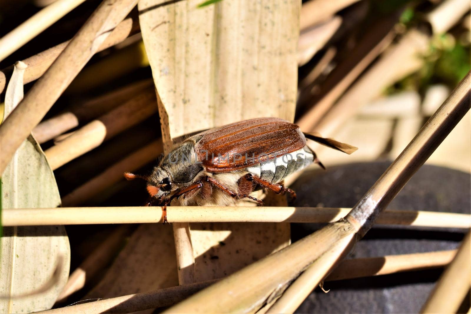 A may beetle walking on a dried bamboo stick