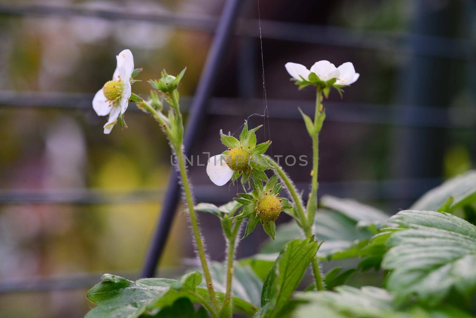 Strawberries turning from blossoms to berries as a close up