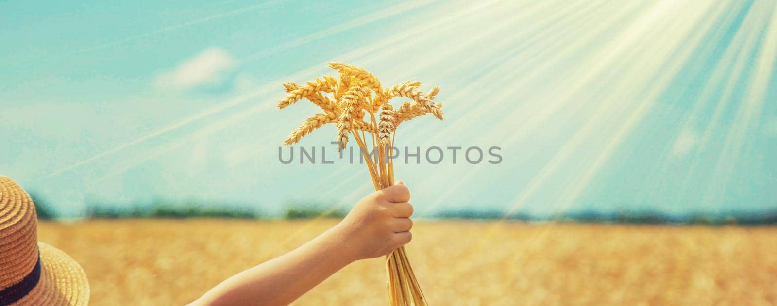 A child in a wheat field. Selective focus. nature.