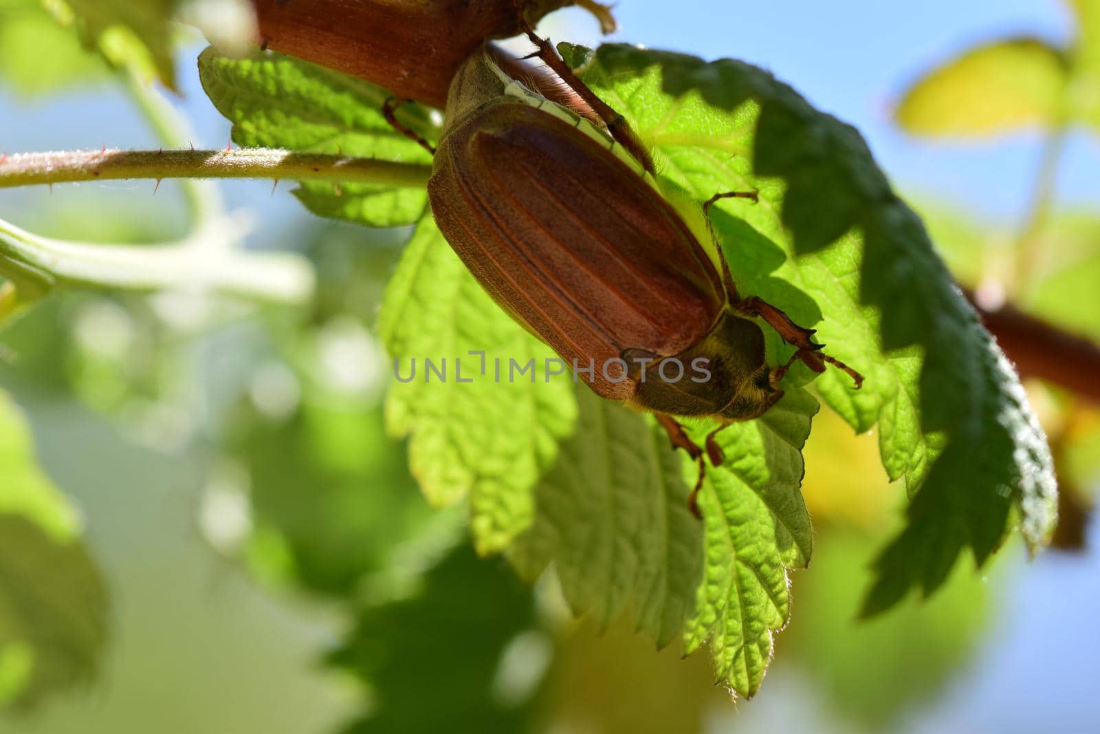A may beetle sits upside down under a raspberry leaf