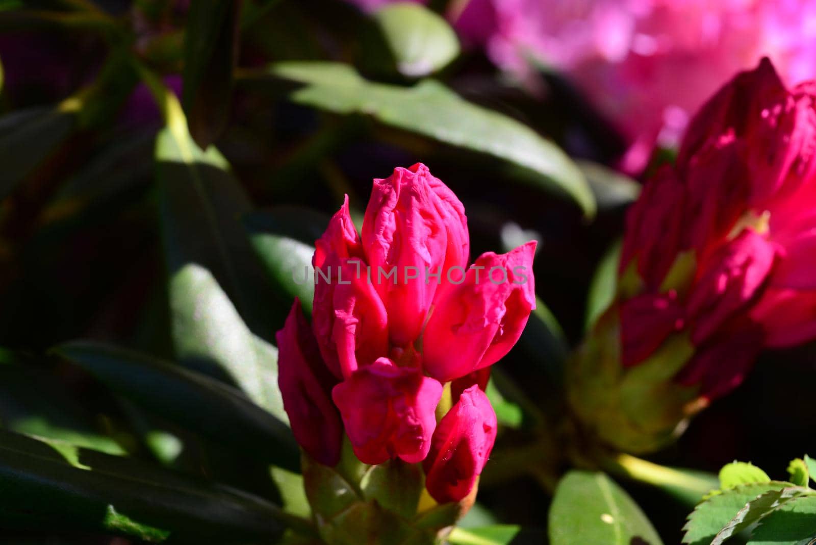 Pink rhododendron bud as a close up by Luise123