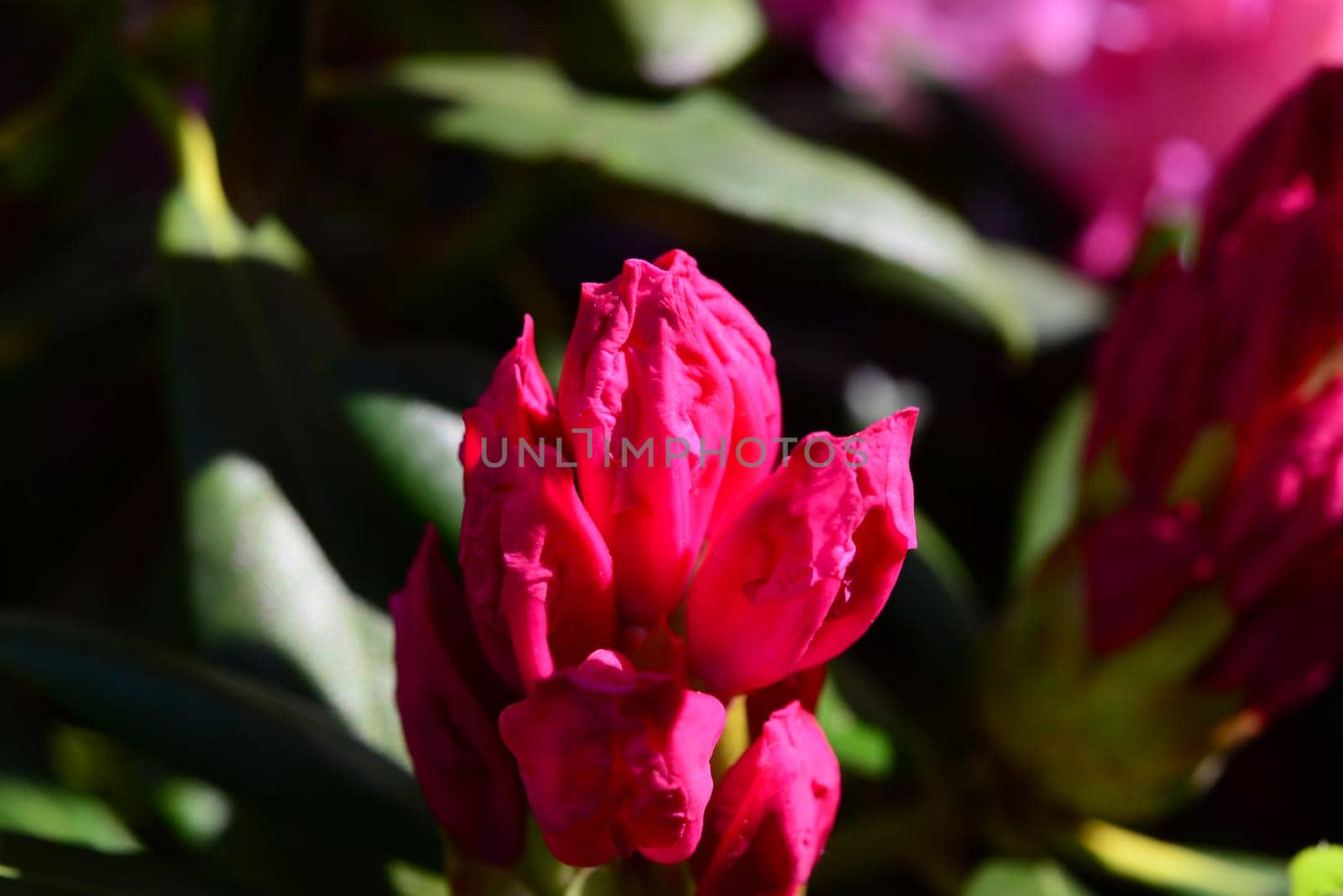 Pink rhododendron bud as a close up by Luise123
