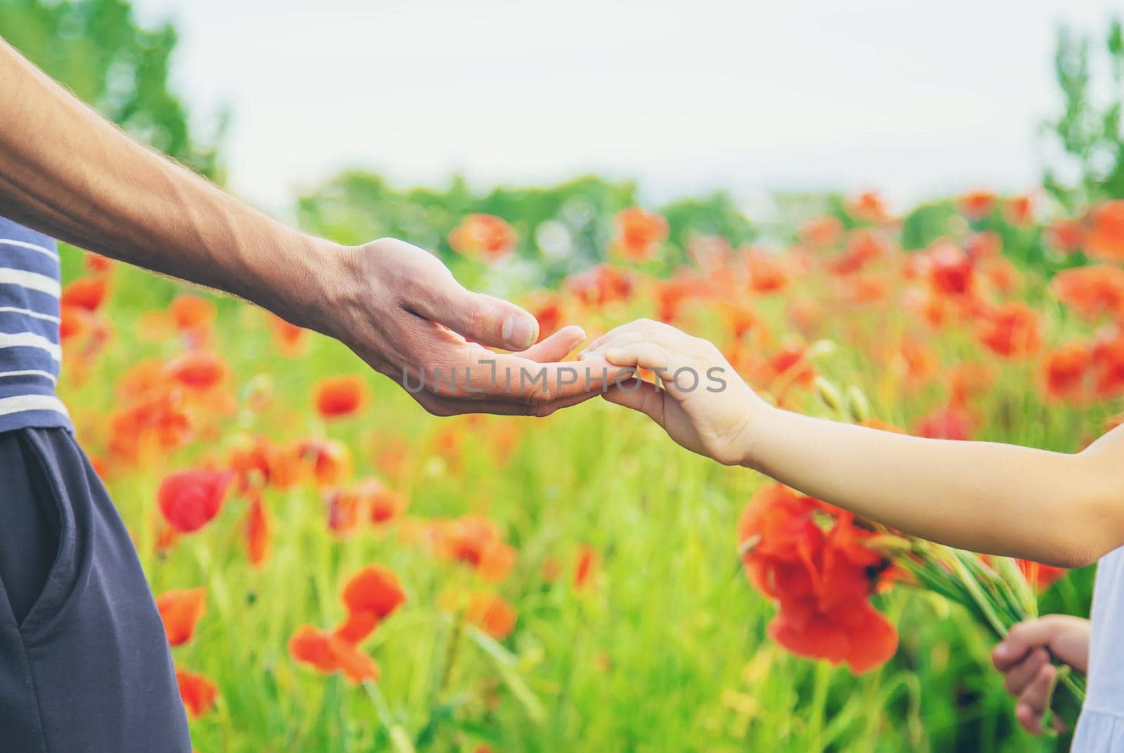 children girl in a field with poppies. selective focus. nature.