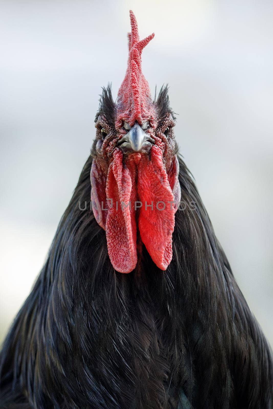 Portrait of a black and red rooster. Exotic black rooster with a red scallop. Macro photo, front view.