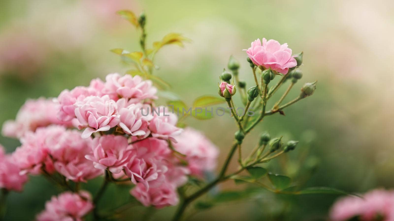 Pink The Fairy rose in a garden. Wide, banner photo. by Lincikas