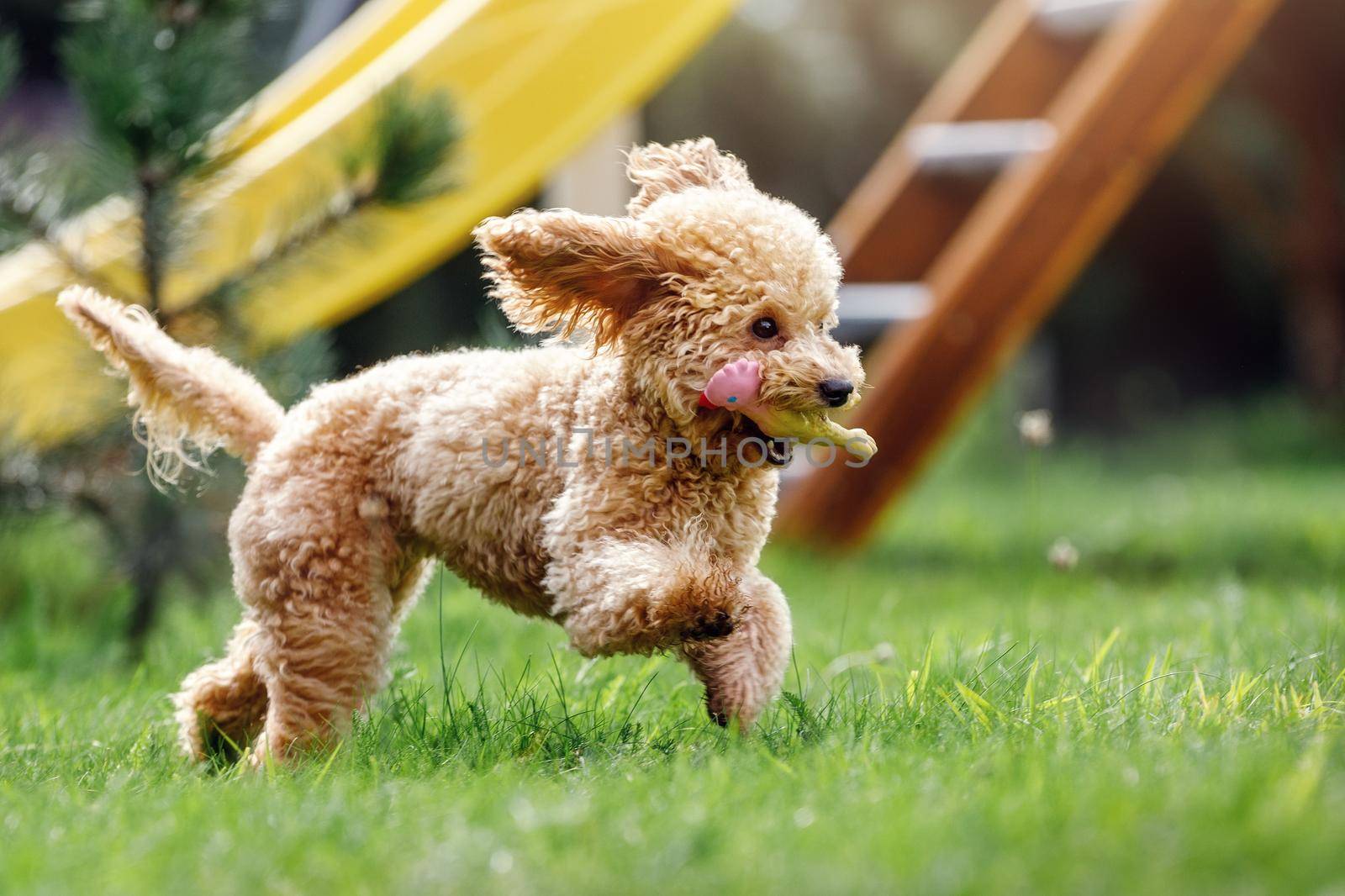 Cute small golden colour dog running playfully on green lawn in the park. Happy dog flies quickly and carries a rubber chicken-shaped toy in its mouth.