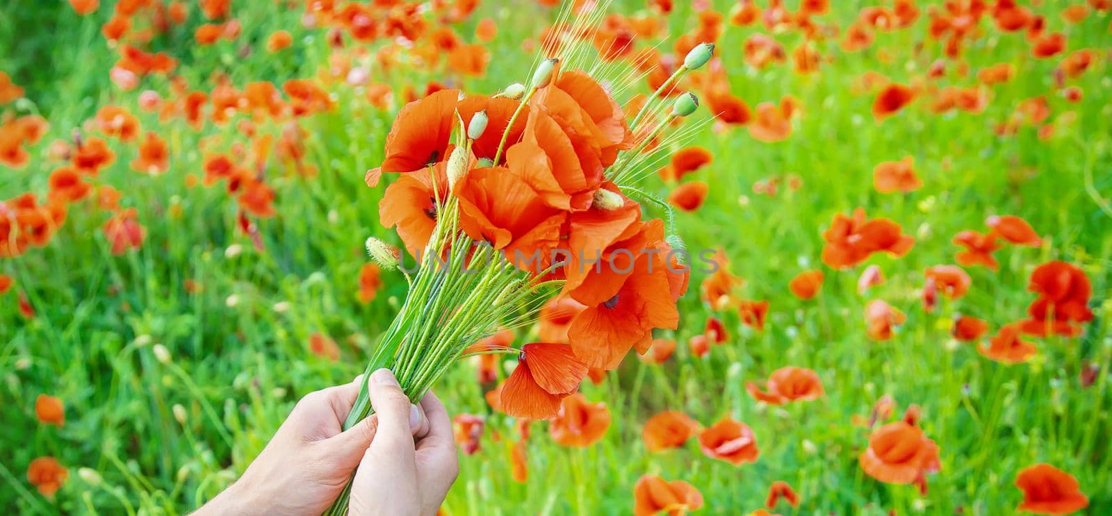 man collects a bouquet of wildflowers. Poppies selective focus. nature.
